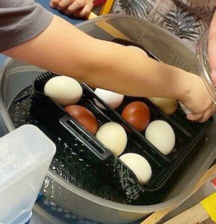 Eier im Brutkasten